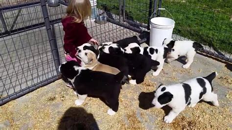 Alabai puppies for sale in California, USA. - YouTube