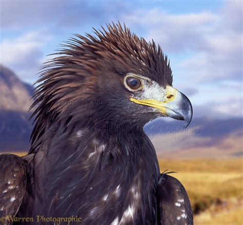 Golden Eagle portrait photo WP06730