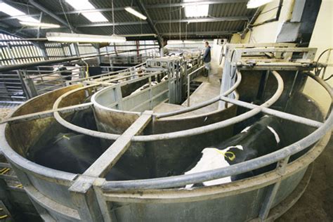 Abattoir design critical to meat quality - Farmers Weekly