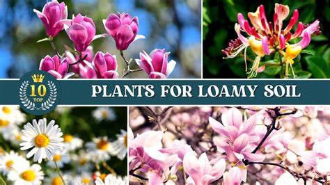 10 Best Plants for Loamy Soil Loam Soil for Plants 👌 - YouTube