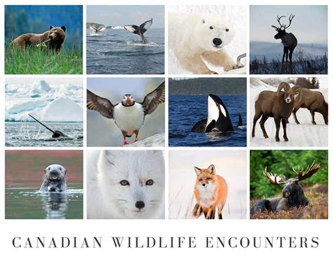 Wildlife in Canada - 10 Canadian Wildlife Tours Across Canada