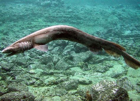 Rare frilled shark caught in Portugal - SharkNewz