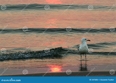 Seagull at sunset stock image. Image of reflection, peace - 247683