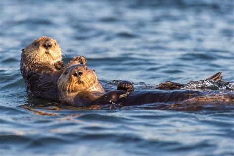 Why These Adorable Sea Otters Hold Hands While Sleeping - Nspirement