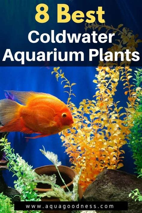 25 Best Coldwater Aquarium Plants (Floating and Low Light Plants ...