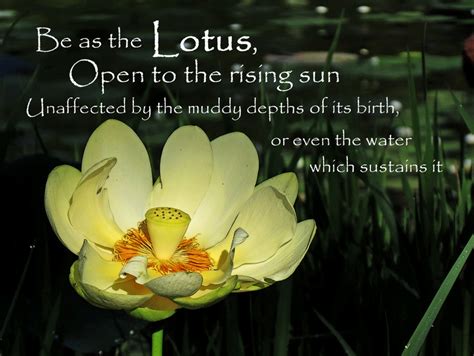 Lotus Blossom Quotes. QuotesGram