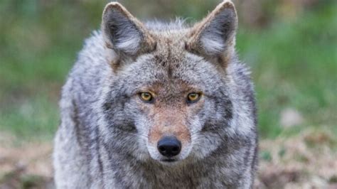 Coyotes: Facts, Characteristics, Behavior, Diet, More