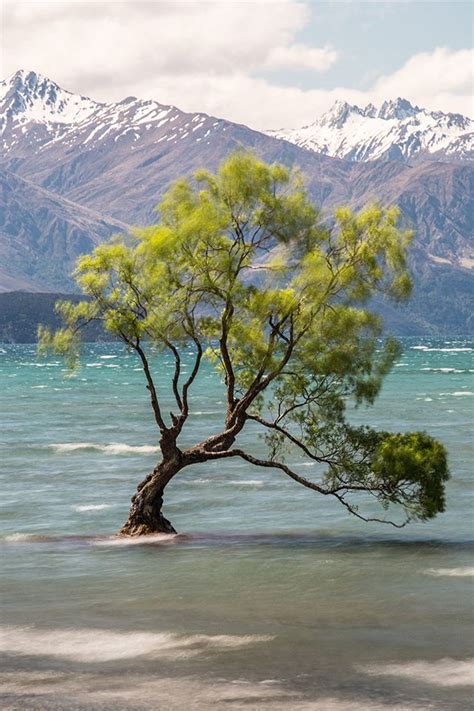 Exploring Wanaka + THAT Tree | Wanaka, Famous trees, Explore