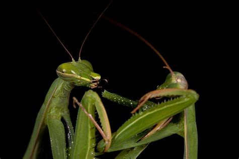 Why do female praying mantis eat males after sex? Scientists uncover fertility benefits