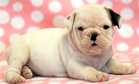 Baby | English Bulldog Puppy For Sale | Keystone Puppies