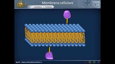 Membrana cellulare - Struttura - YouTube