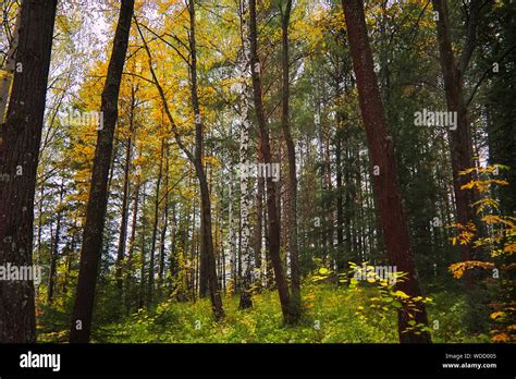 Sunset at the edge of the forest Stock Photo - Alamy