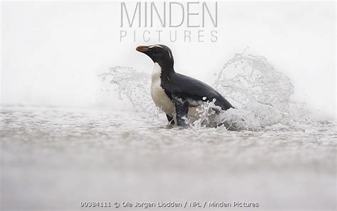 Fiordland Crested Penguin stock photo - Minden Pictures