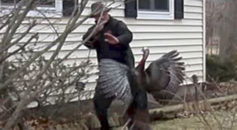 When Turkeys Attack (VIDEOS)