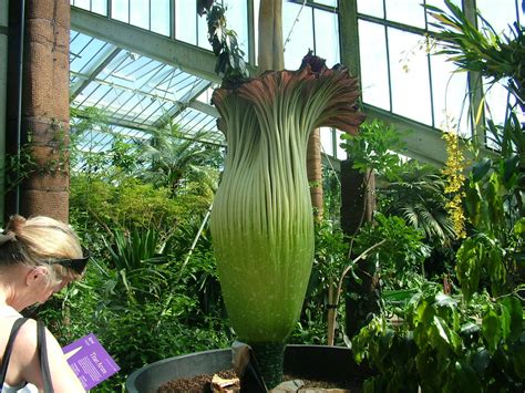 Titan Arum | Amorphophallus titanum, also known as Titan Aru… | Flickr