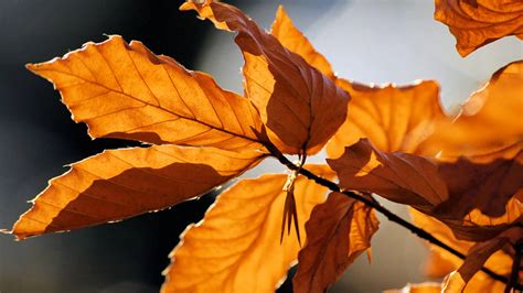 Free photo: autumn leaves - Autumn, Forest, Leaf - Free Download - Jooinn