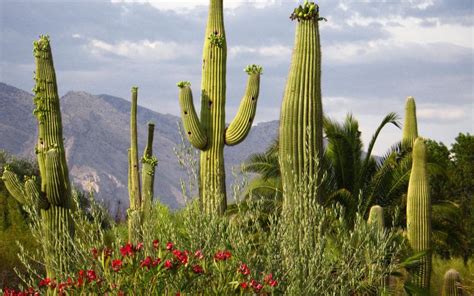 HD Cactus Field Wallpaper | Download Free - 59349