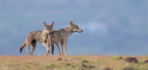 Protecting wild canids and striped hyenas for habitat conservation