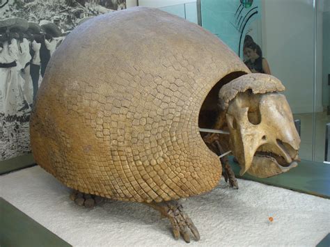 Glyptodon Facts, Habitat, Diet, Fossils, Pictures