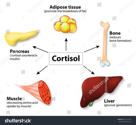 Main Functions Cortisol Body Hormone Released Stock Vector (Royalty Free) 310753160