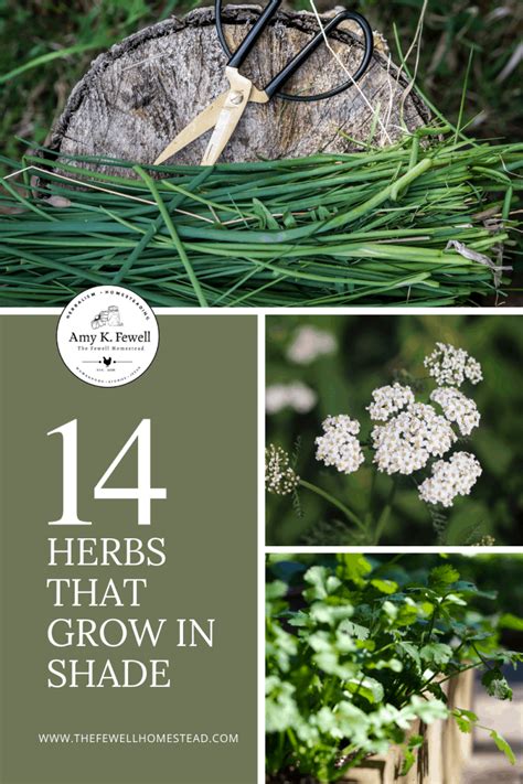 14 Herbs that Grow in Shade - Amy K Fewell | Homesteading for the Kingdom