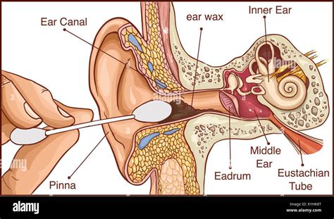 Ear Wax Anatomy