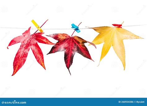 Autumn Maple Leaves on a Rope Isolated on White Background Stock Photo ...