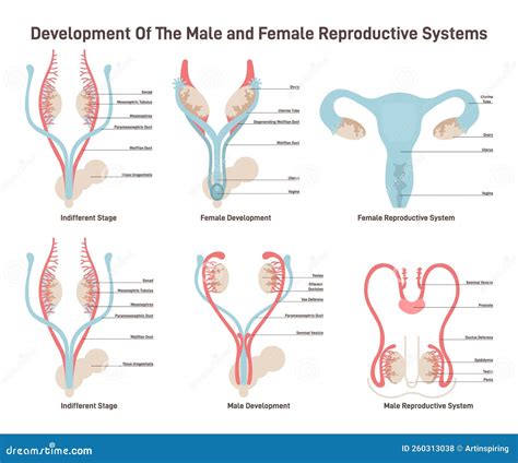 Female and Male Reproductive System Development Set. Embryonic Stock Illustration - Illustration ...