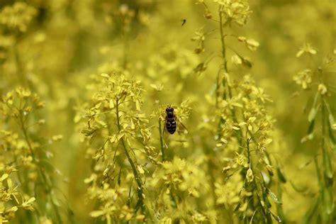 Woad Plant (Isatis Tinctoria): How to Grow and Use Woad Plant Dyes