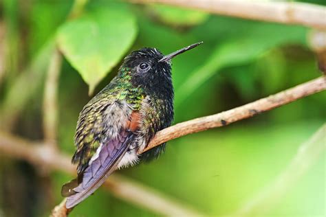 Tropical Hummingbird Photograph by Peggy Collins - Fine Art America