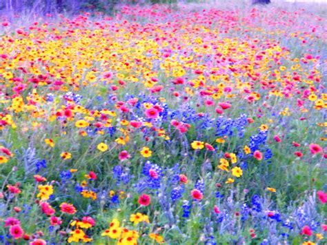 Wildflowers South Texas | Wild flowers, Flower field, Pretty flowers