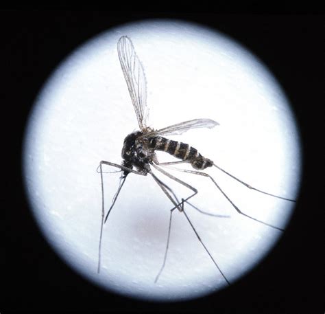 Close-up Of A Malaria Mosquito (anopheles Sp.) Photograph by Sheila Terry