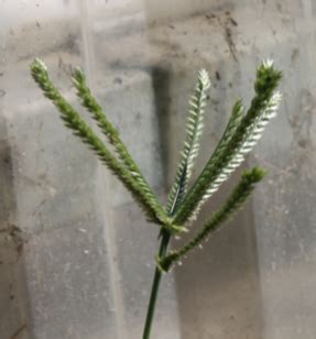 Goosegrass