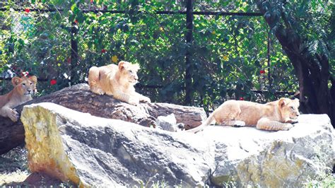 Lion cubs, Nirbhaya star attractions at Mysuru Zoo - Star of Mysore