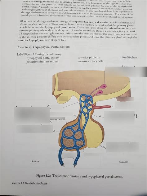hypophyseal portal system Diagram | Quizlet