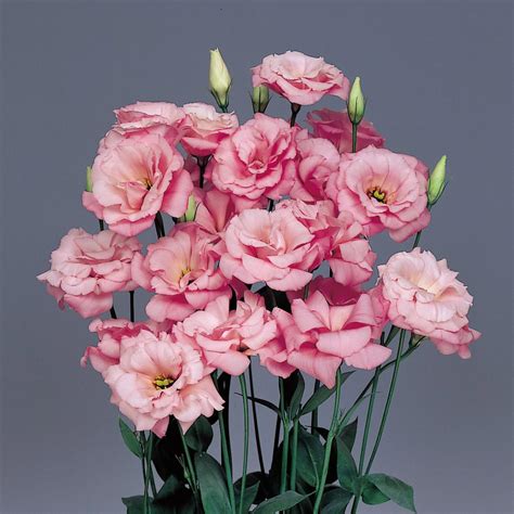 Lisianthus Seeds | Buy Lisanthus Seed | Annual Flower Seeds