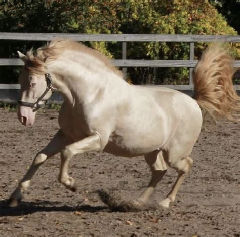 Perlino Horses: Information On This Rare Golden Coat Color – Insider Horse – Latest & Greatest ...