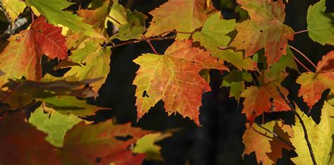 Red Maple | Acer rubrum