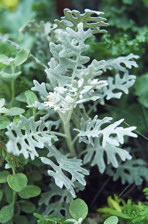 23 Plants with Silver Foliage to Help Your Garden Shine