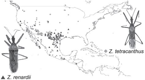 Distribution of Zelus renardii and Z. tetracanthus in mainland North ...