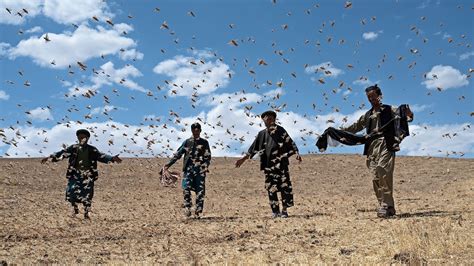 Locust outbreaks could get worse as global temperatures continue to climb, scientists say - ABC News