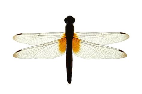 Dragonfly Wings Stock Photos, Pictures & Royalty-Free Images - iStock