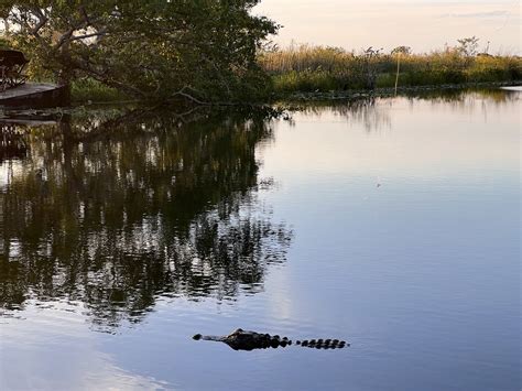 Got to visit some alligators up close today • Aaron Parecki