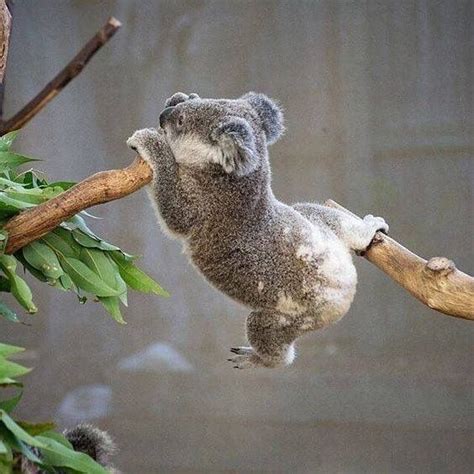 Hang in there | Cute animals, Cute baby animals, Animals