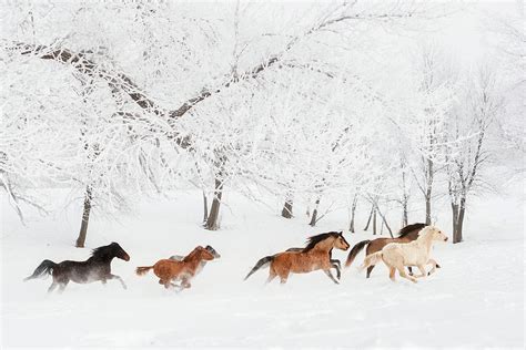 Morgan Horses Galloping in a Winter Wonderland Photograph by Shelley Paulson