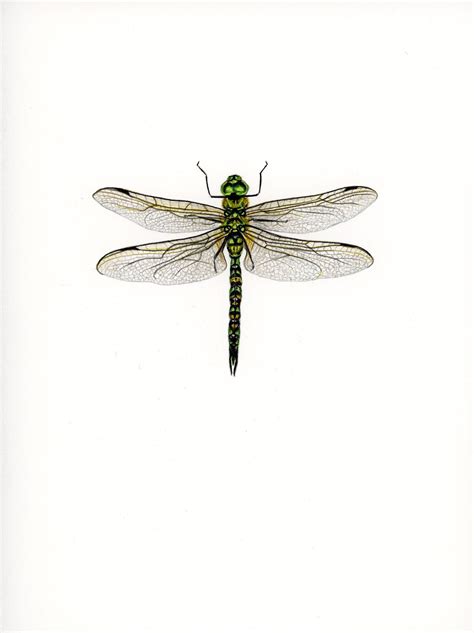 Dragonfly Drawing Images