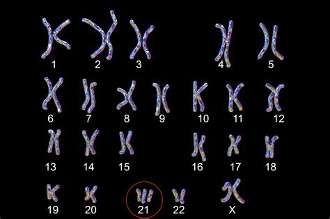 Karyo- or Caryo- Biology Prefixes and Suffixes