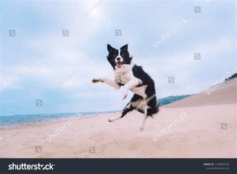 4,510 Dog Jumping Air Images, Stock Photos & Vectors | Shutterstock