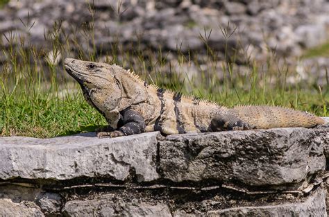 The Iguana King of Tulum (Mexico) - David Kamm Photoworks