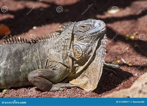 Iguana close up stock image. Image of america, central - 51298071